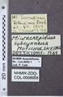 Etiketten zu Hemicrepidius subcyaneus (NHMW-ZOO-COL-0008958)
